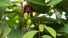 アリストロキア　トリカウダタ＿１