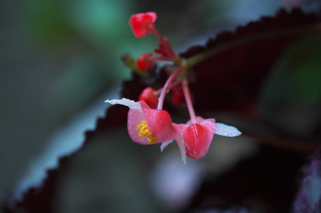 レックスベゴニア　ウミナリ