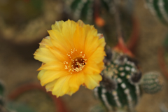サボテンの花・９