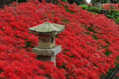 彼岸花・１９