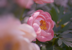 芍薬＿１５
