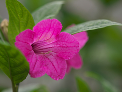 ルエリア  マクランタ