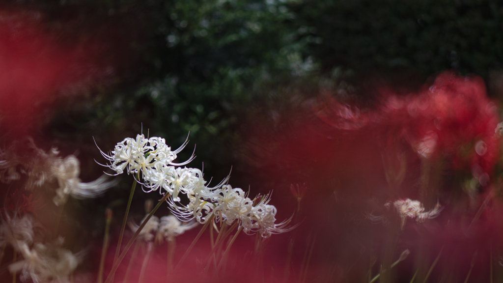 彼岸花＿１０