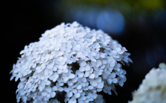 梅雨の花・９