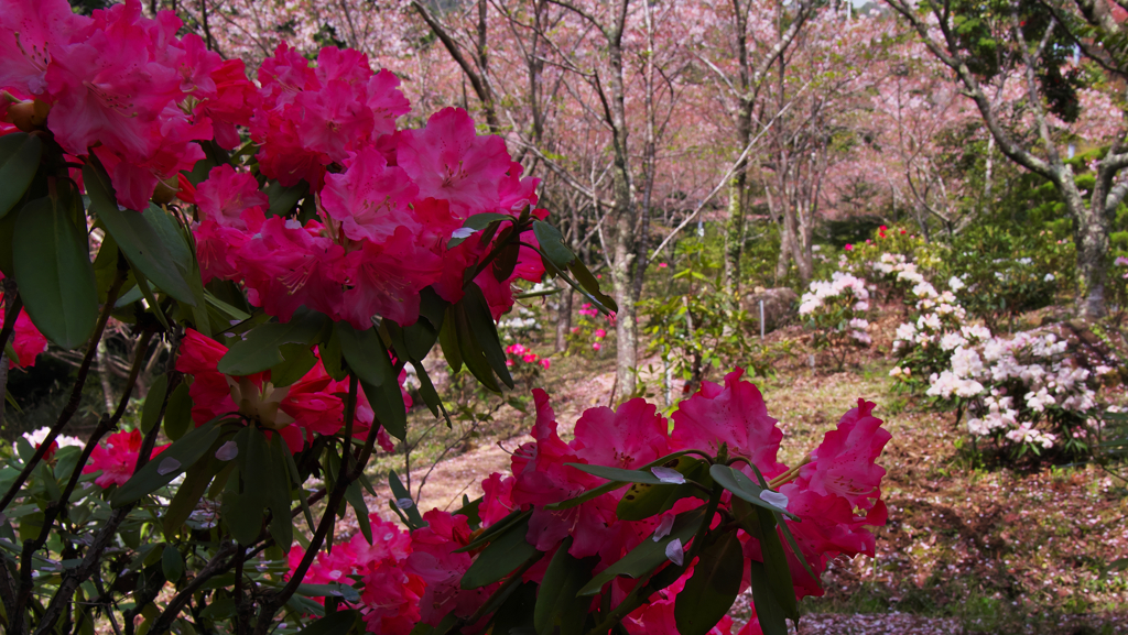 石楠花・１２