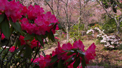 石楠花・１２