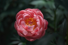 芍薬＿５