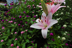 花通り＿７