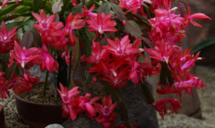 カニサボテン＿２