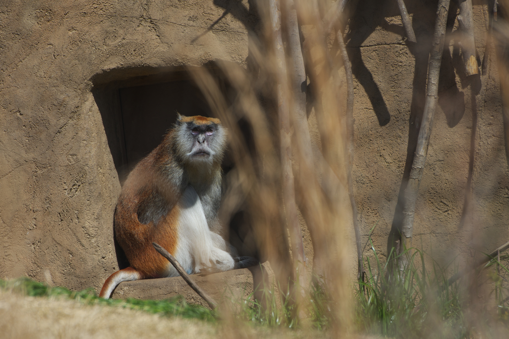 パタスモンキー