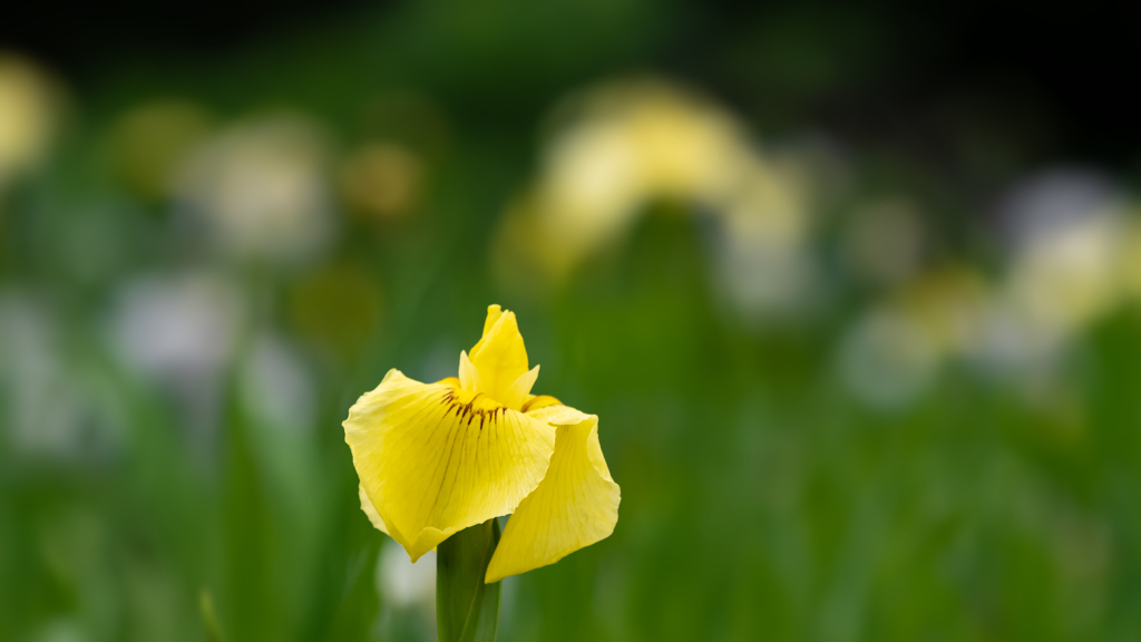 花菖蒲・３＿４