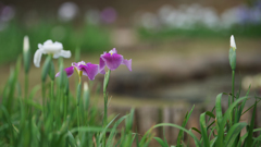 花菖蒲３０＿１７
