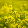 菜の花５＿４