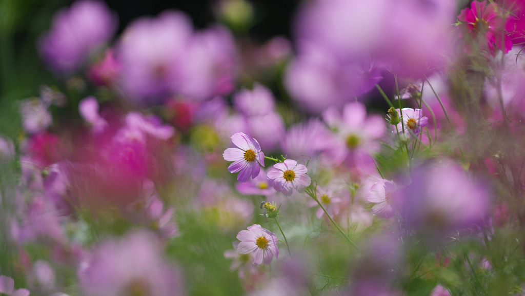 秋　桜・１＿４７