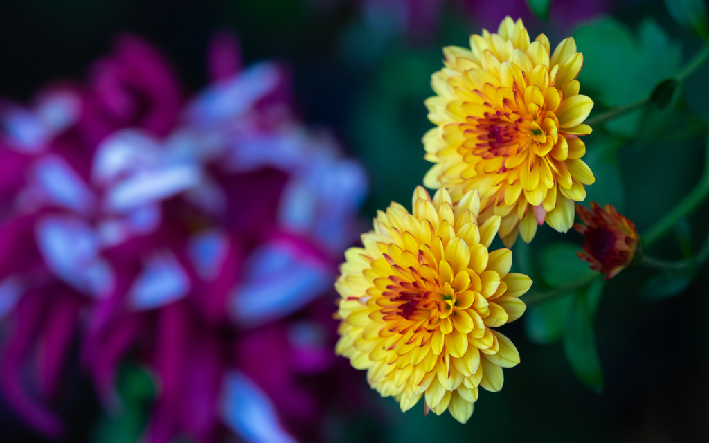 菊　花＿５