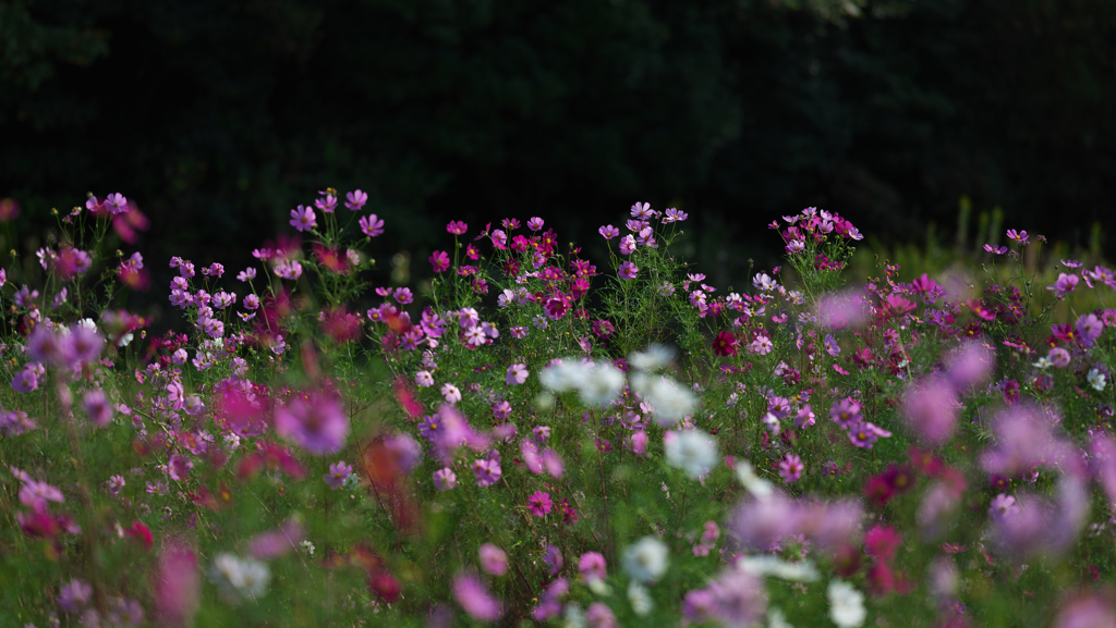秋　桜・１＿７