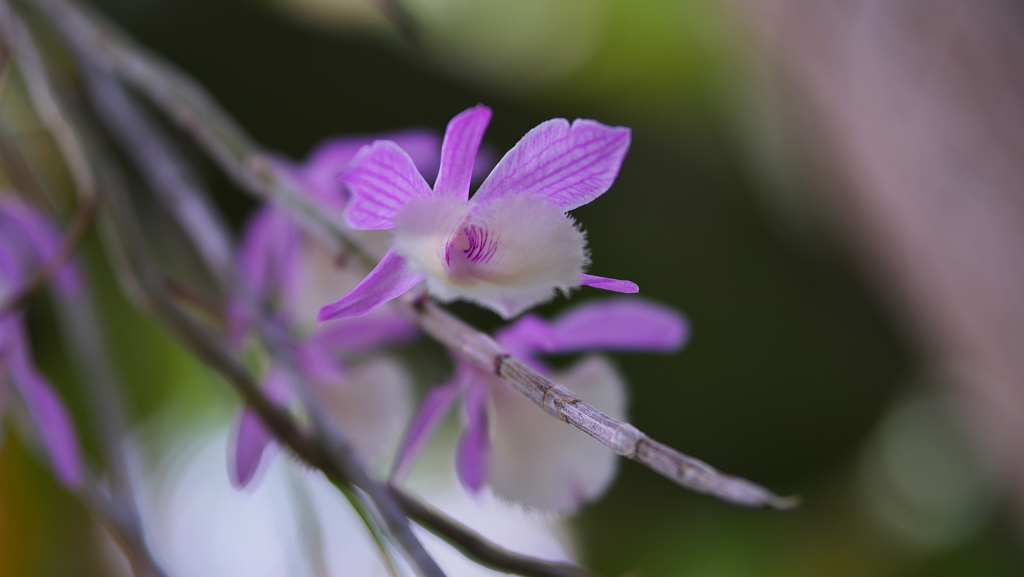 デンドロビュム　アフィルム