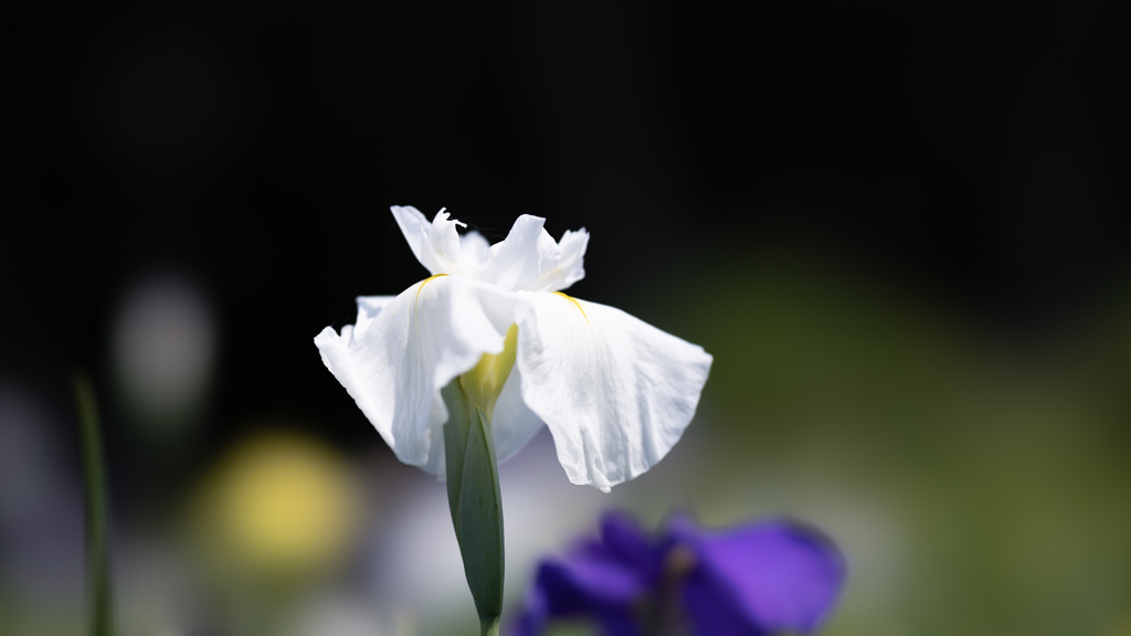 花菖蒲＿３
