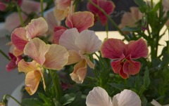 キャロットピンク