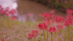 彼岸花１＿１１