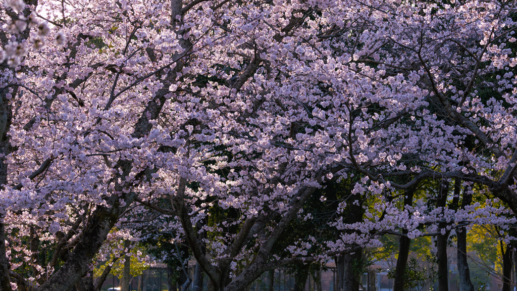 桜・維新公園２１