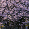 桜・維新公園２１