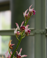 ユーロフィア　ヌダ