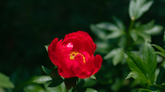 芍　薬＿４