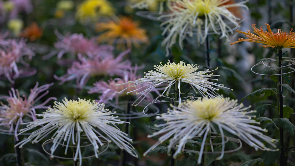 菊　花・１０