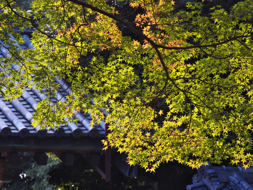 紅葉探索・９