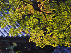 紅葉探索・９