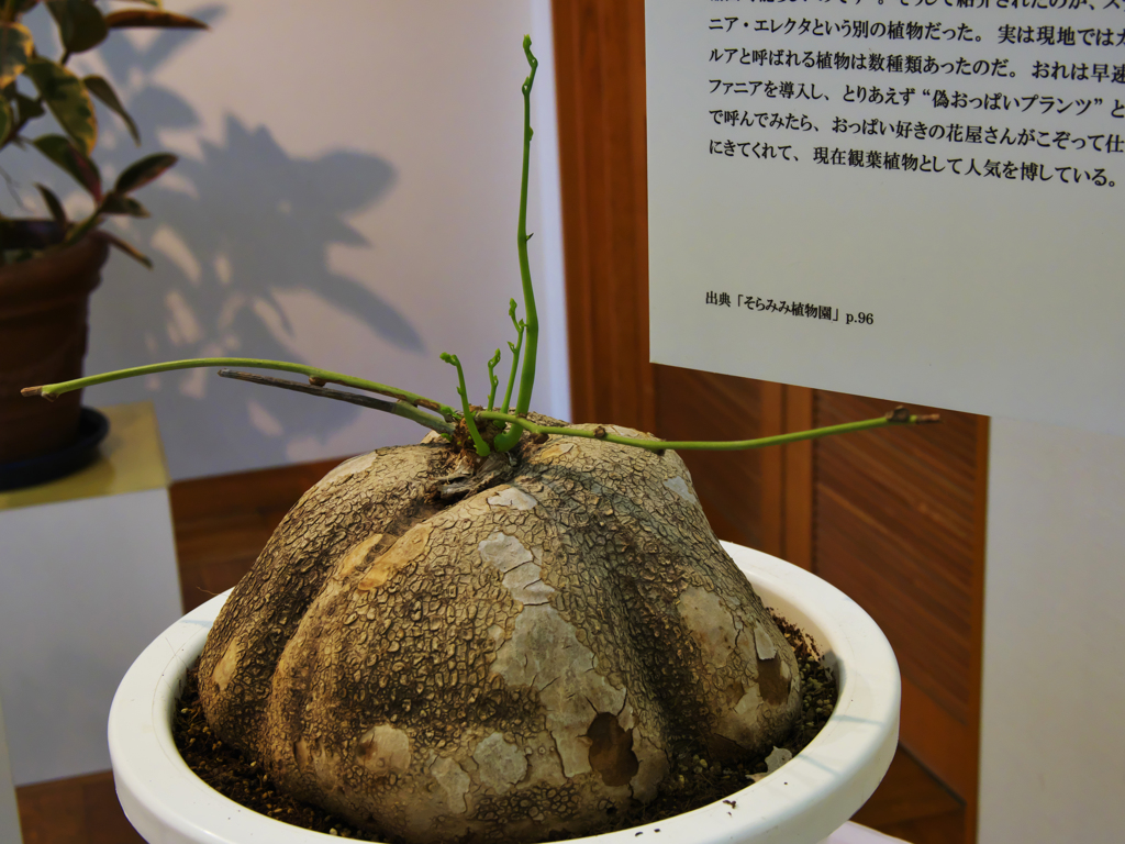 ステファニア・エレクタ