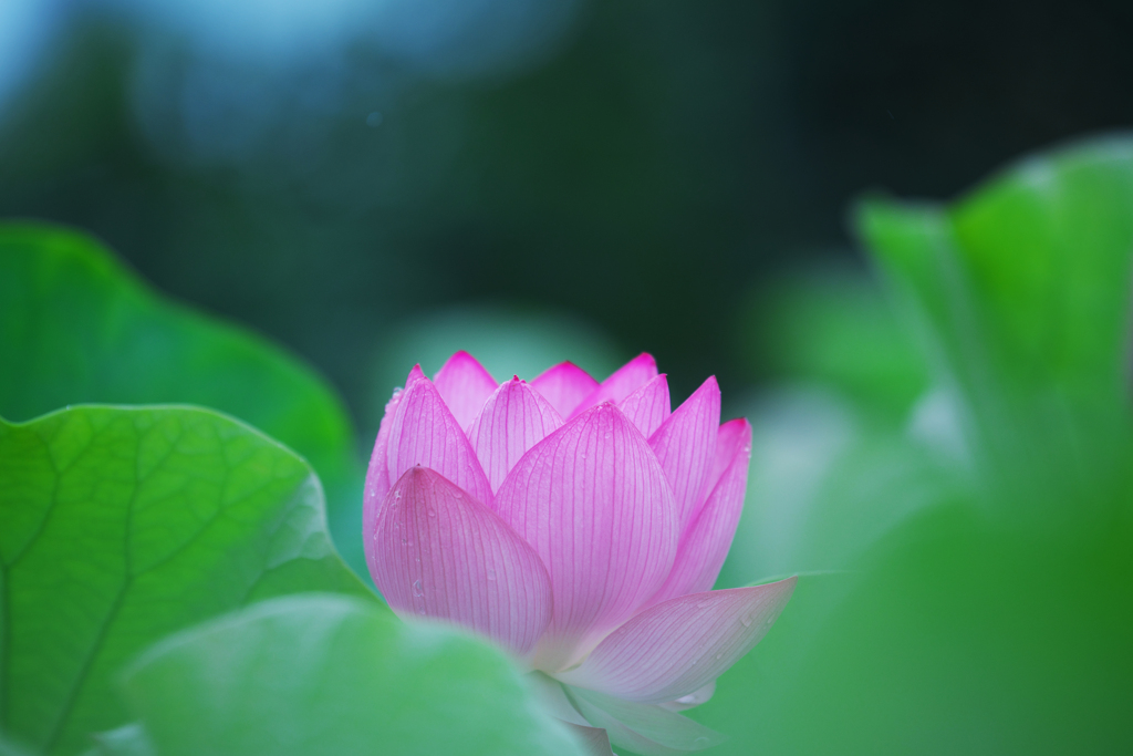 大賀蓮・８＿２