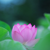 大賀蓮・８＿２