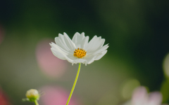 秋桜＿８