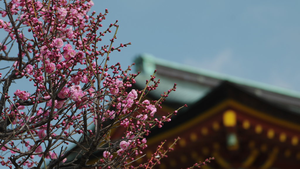 梅花３０＿１