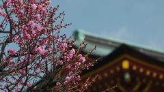 梅花３０＿１