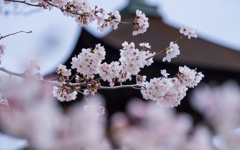 桜・１＿１