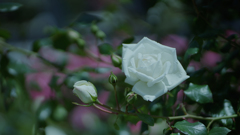 春バラ・３０＿１８