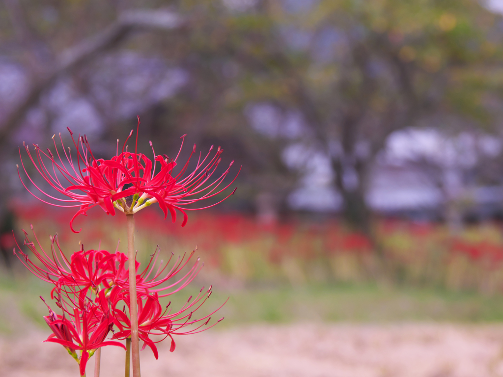 彼岸花・１１