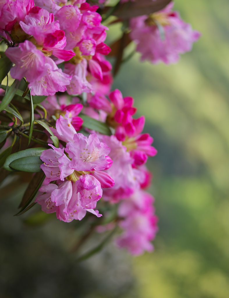 石楠花・１＿９