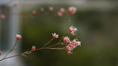 グレビレア エンドリチェリアナ