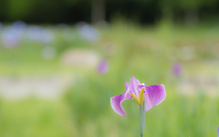 花菖蒲・１＿４