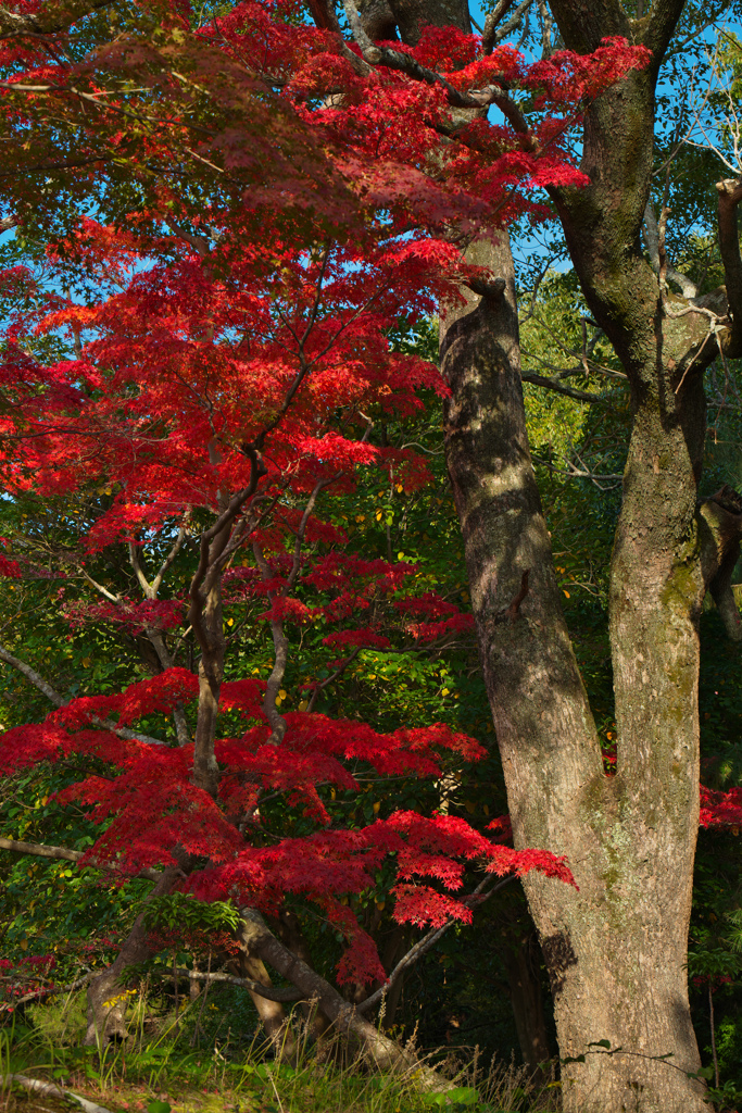 紅葉探索・１３