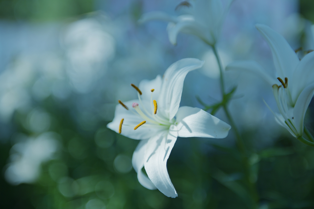 山口ゆめ花博＿８
