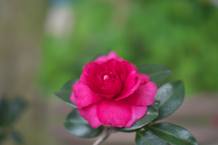 山茶花＿１０