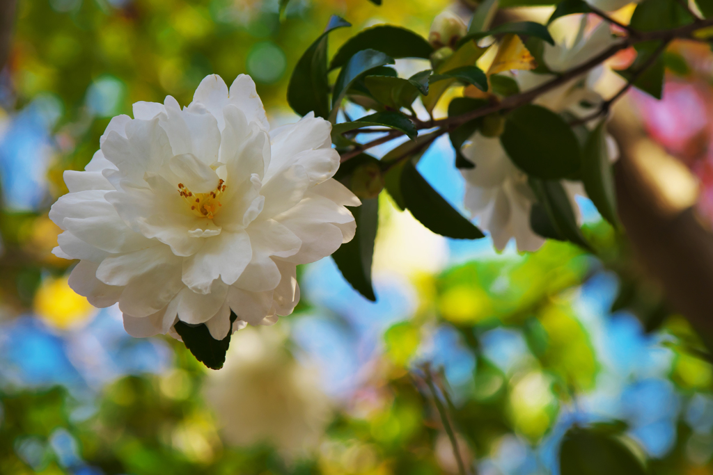 山茶花＿３０＿９