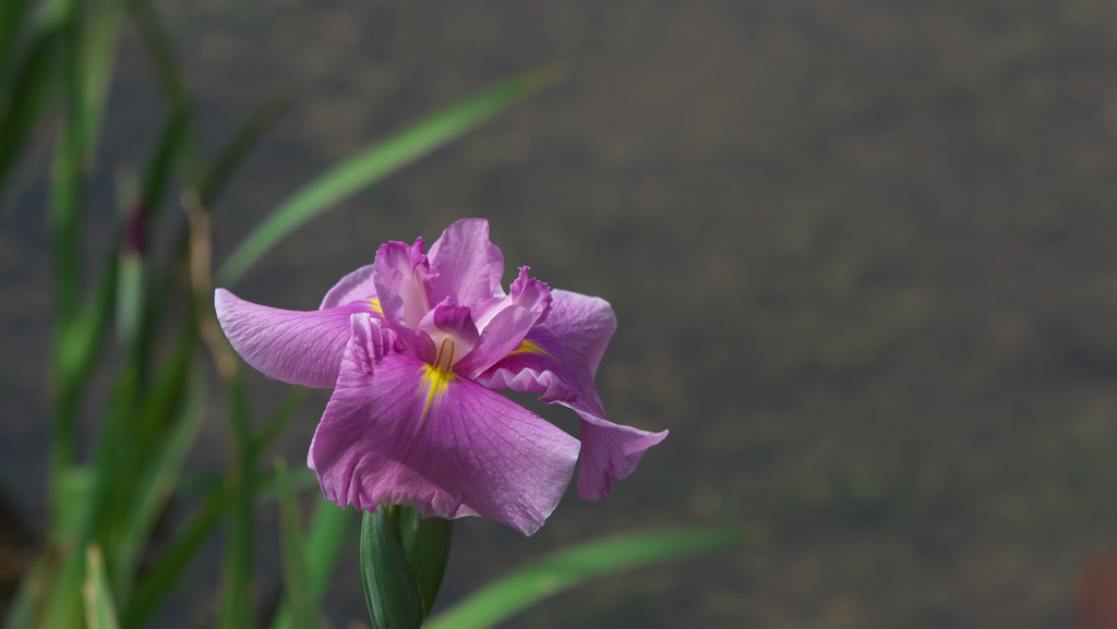 花菖蒲３０＿３３ 桃　霞（ももかすみ）