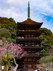 梅花・１＿１