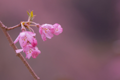 しだれ桜・１５